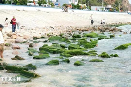 Tourists take photo at Nhon Hai's moss-covered rock beach. (Photo: VNA)