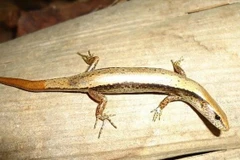 A Scincella truongi Pham lizard (Photo: VNA)