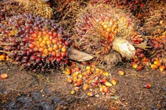 Malaysia's palm oil stocks hit 22-month low