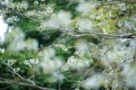 Pure white sua blossoms adorn Hanoi streets