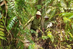 Forest rangers patrol the U Minh Ha National Park in Ca Mau province. (Photo: VNA)