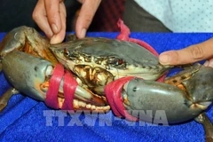 Mud crabs in Australia are similar to those from Ca Mau but priced very high. (Photo: VNA)