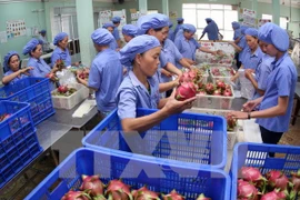 Vietnamese dragon fruit on Australian shelves