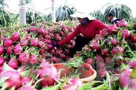 Vietnam seeks ways to boost fruit, veggie exports to EU