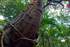 Con Dao national park recognized for heritage trees