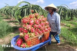 Israel's irrigation technology has been applied on tens of thousands of hectares of crops in Vietnamese localities, including the Central Highlands province of Lam Dong and the south-central coastal province of Binh Thuan. (Photo: VNA)