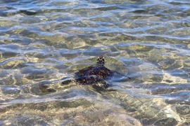 Ninh Thuan rescues, releases over 1,500 turtles to sea