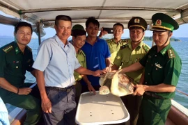 Quang Ninh reintroduces green sea turtle into the wild