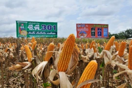 Thailand becomes world’s No 1 exporter of sweet corns