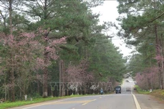 When blooming, prunus cerasoides dyes roads and tourist destinations pink, turning Mang Den into a sleeping princess who has just awakened. (Photo: VNA)