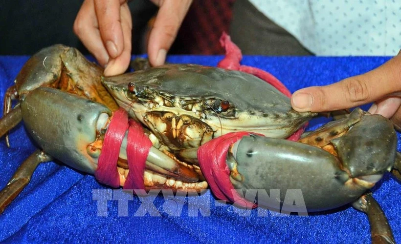 Mud crabs in Australia are similar to those from Ca Mau but priced very high. (Photo: VNA)