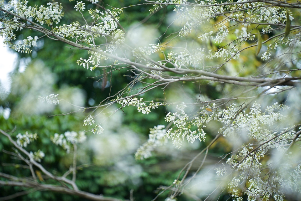 The delicate, pristine beauty of sua blossoms on Hanoi’s streets. (Photo: VNA)