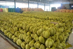 Thailand expects to export 1 million tonnes of durian this year