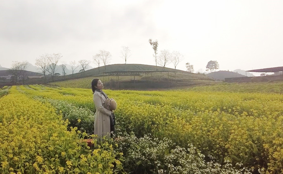 Tourists pose for photos with rapeseed flowers on Moc Chau plateau, Son La province. (Photo: VNA)